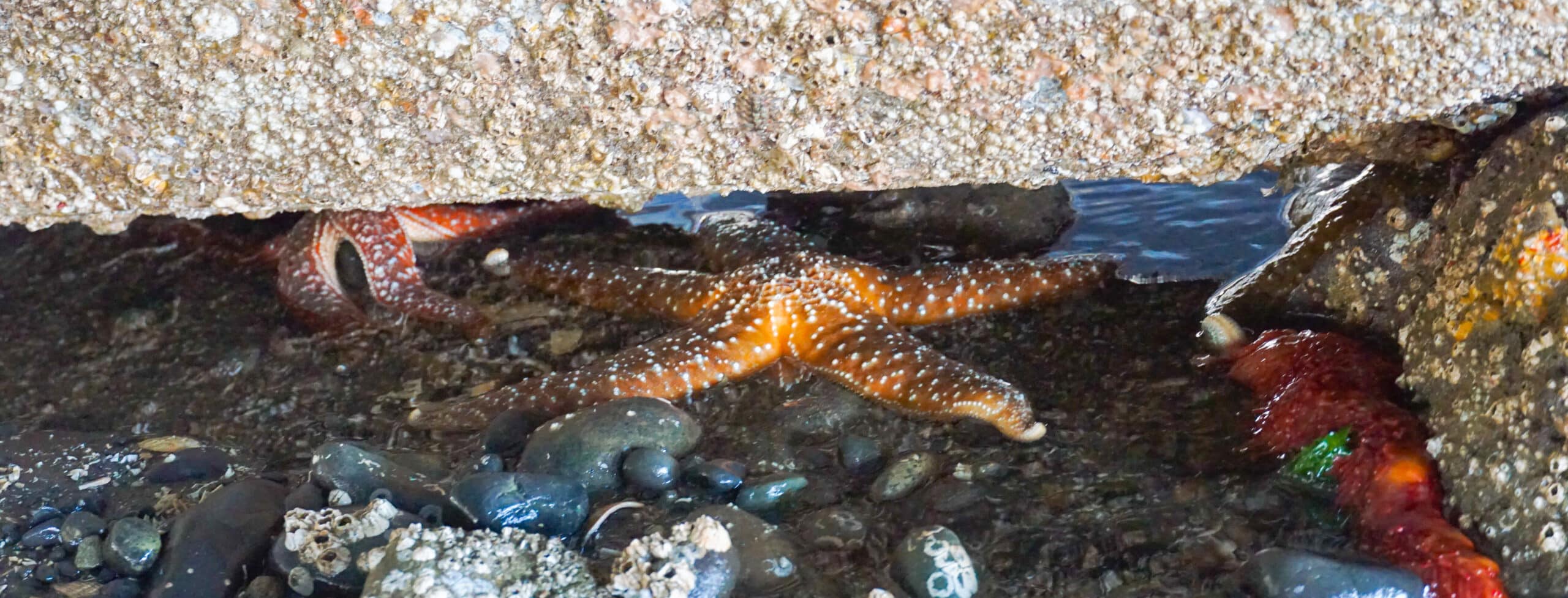 6 Tips for Tide Pooling - Communities for a Healthy Bay